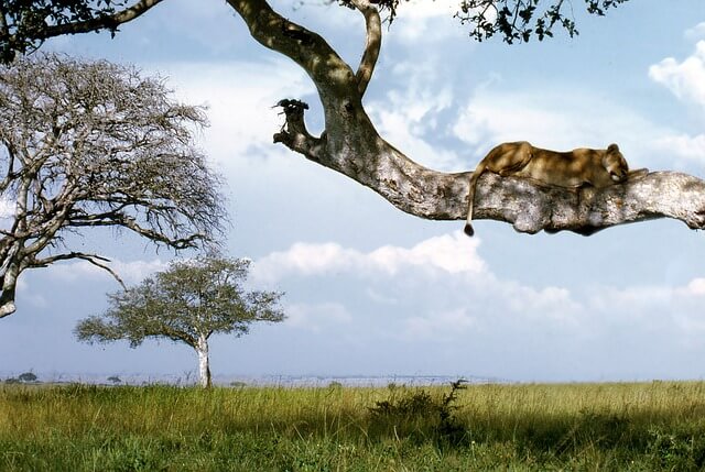 Uganda Além do que Se Vê — Curiosidades Sobre o Destino