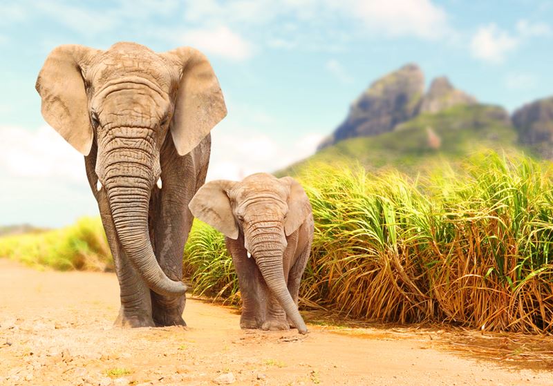 Viagem em família para Safari