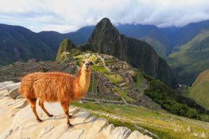 Alpacas e Lhamas em Machu Picchu