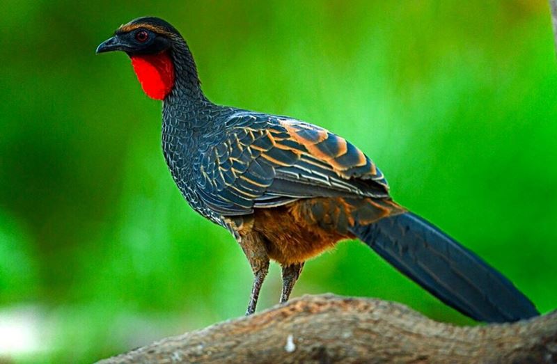 Baixão das Andorinhas, um destino pouco visitado, mas mundialmente conhecido