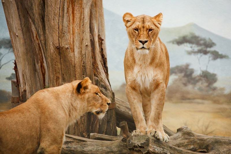 Safari, viagem com o Elemento Fogo
