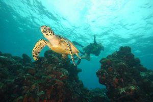 Vida marinha no mergulho de batismo em Fernando de Noronha