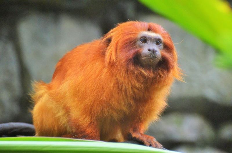 Mico-leão-dourado, um dos animais típicos da fauna brasileira