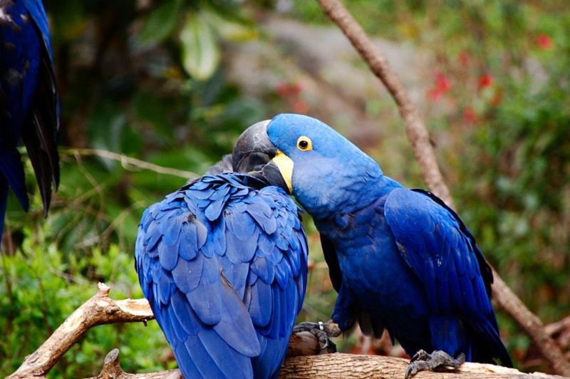 Arara-azul, um dos animais típicos da fauna brasileira