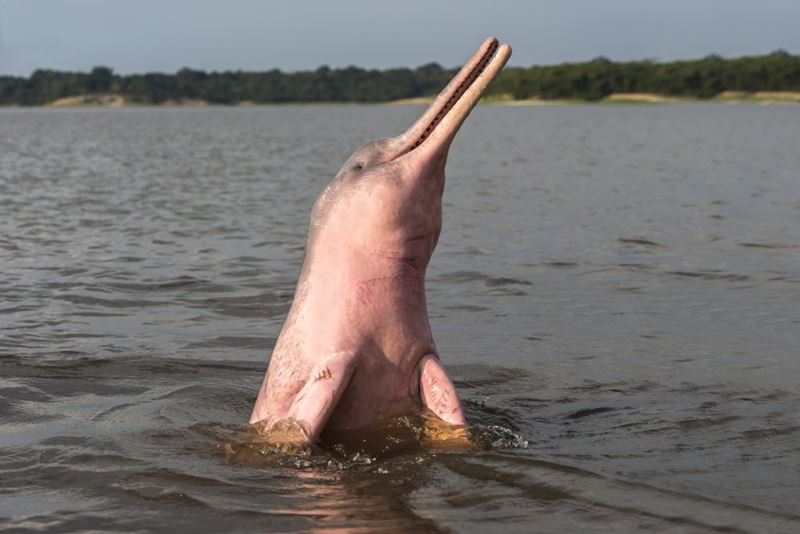 Boto-cor-de-rosa, um dos animais típicos da fauna brasileira