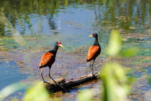Viagem Re Nunes Parque do Cantão - Observação Pássaros