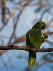 Eliane Leite na Serra do Amolar