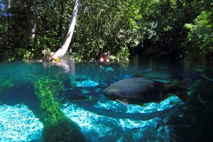 Aquário Encantado Bom Jardim, Nobres