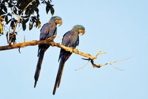 Arara-azul Parque do Cantão