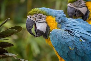 Arara da Amazônia