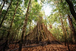 Árvore da Amazônia