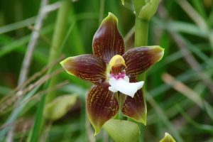 Orquídea Monte Roraima