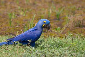 Pantanal