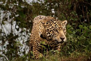 Um encontro com a onça-pintada, no Pantanal