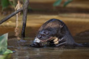 Pantanal