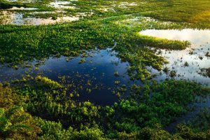 Pantanal