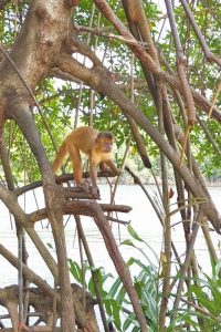 Rio Preguiças - Vassouras - Macaco Prego