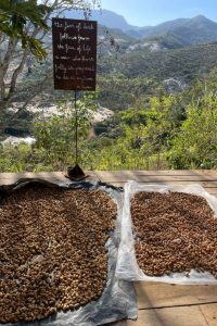 Ações sustentáveis adotadas pelo Ibiti Projeto