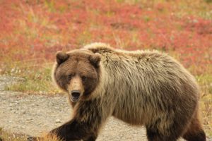 Urso pardo, Alasca