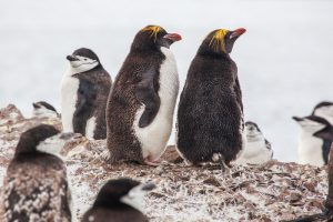Vários pinguins na Antártica