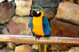 Arara nas Cataratas do Iguaçu