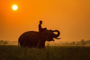 Elefante no Cambodja