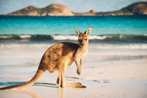 Canguru-Parque-Nacional-Cape-Le-Grand-Austrália-galeria