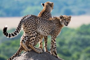 Guepardos na Reserva Masai Mara, Quênia