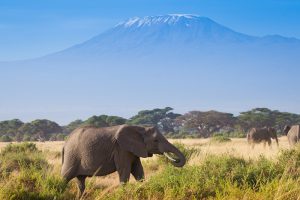 Elefante no Kilimanjaro, Tanzânia