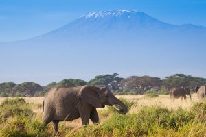 Elefante no Kilimanjaro, Tanzânia