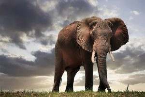 Elefante no Zimbábue, África Safari