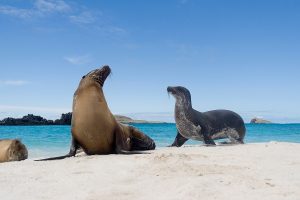 Vida animal em Galápagos, Equador