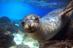 Galápagos