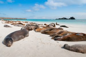 Galápagos