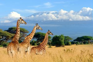 Girafas no Parque Nacional do Kilimanjaro, Quênia/Tanzânia
