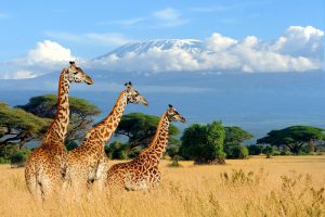 Girafas no Parque Nacional do Kilimanjaro, Quênia/Tanzânia
