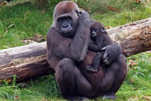 Gorilas na Ruanda