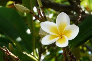 Flor nas Ilhas Maurício