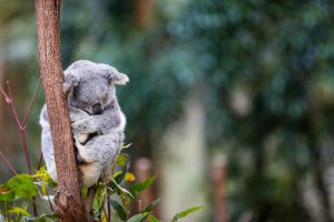 Koala, Austrália