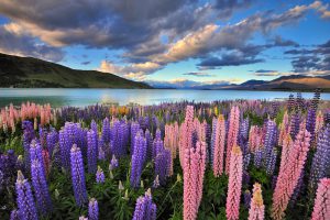 Lake Tekapo, Nova Zelândia