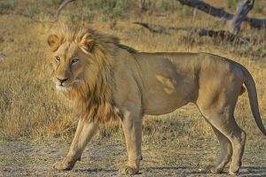 Vida animal - Botsuana, África Safari