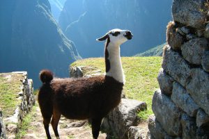 Alpacas e Lhamas em Machu Picchu