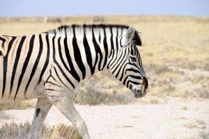 Vida animal na Namíbia