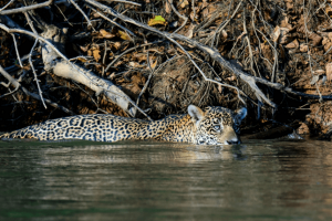 Onça-Pintada Pantanal