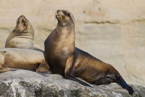 Vida animal Patagônia Argentina