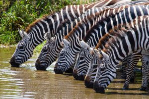 Zebras na Reserva Masai Mara, Quênia