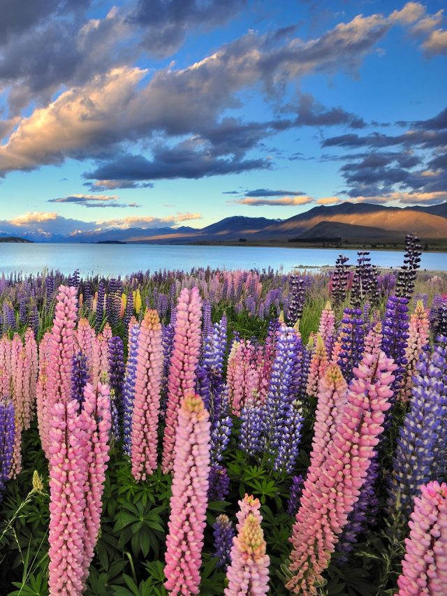 cropped-Lago-tekapo-nova-zelandia-topo.jpg