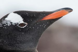 Expedição Antártica