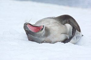 Expedição Antártica