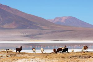 Salar del Huasco